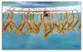 水下的幼虫——在蚊子控制项目中，无人机可以用于监视的区域之一